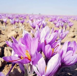 Iran saffron production
