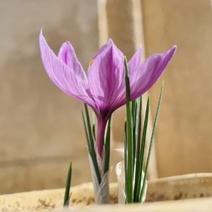 Saffron wholesale price in Iran