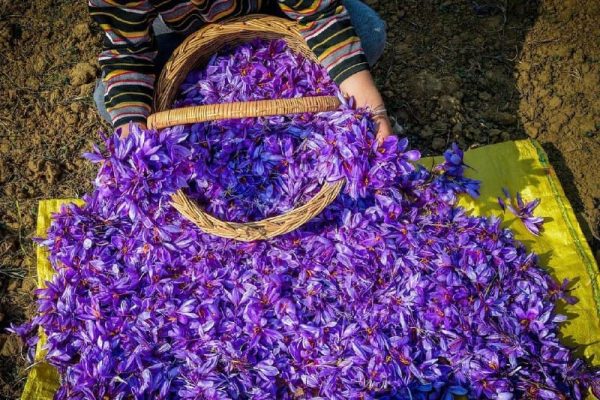 Saffron wholesale price in Iran